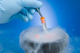 Embryo Cryopreservation