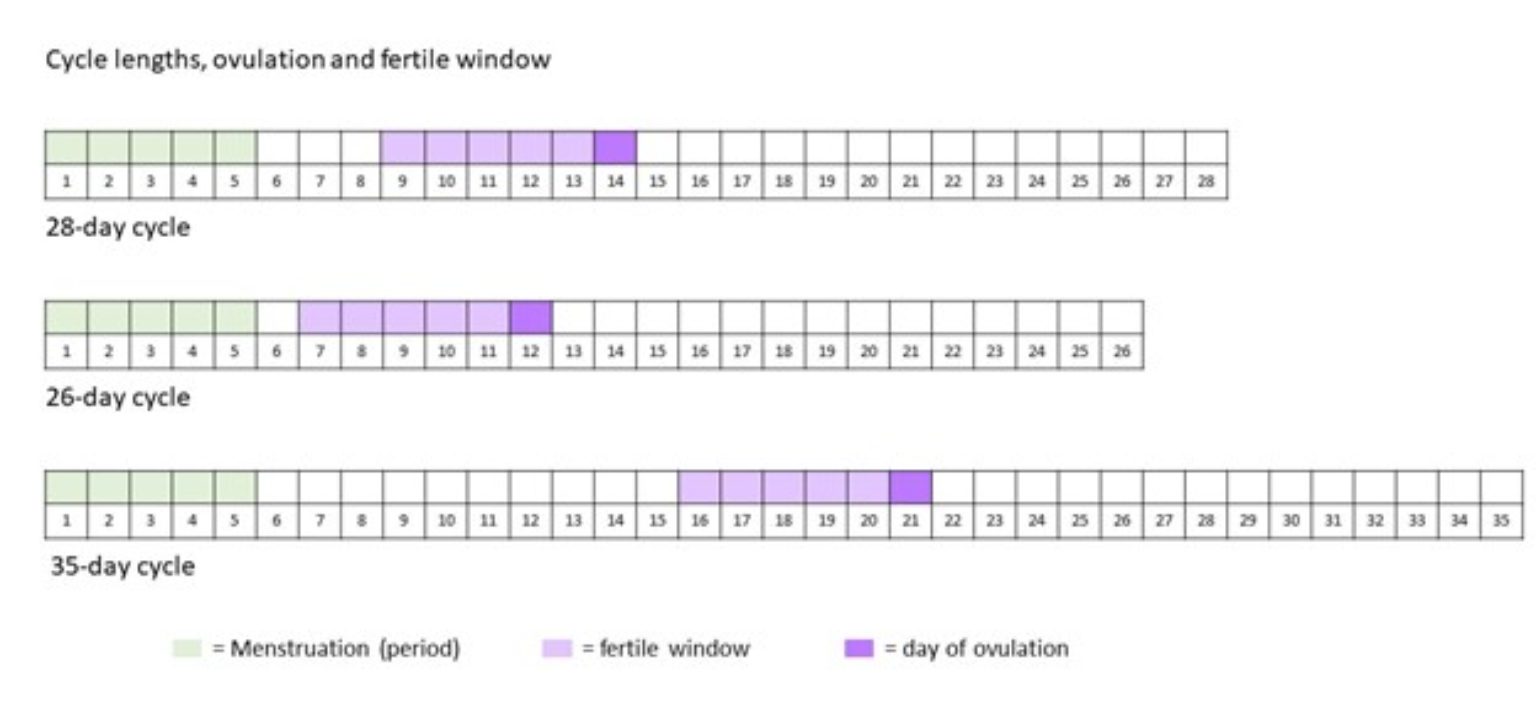 Understanding your Fertile Window • Merrion Fertility Clinic