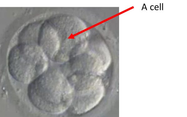Understanding Embryo Grading